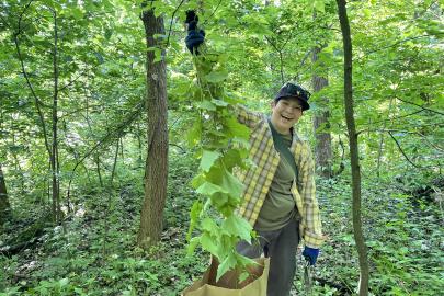 Volunteers pull garlic mustard 