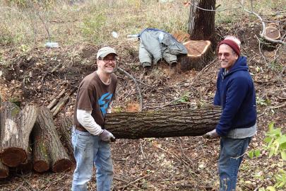 Volunteers helping each other with a large buckthorn log