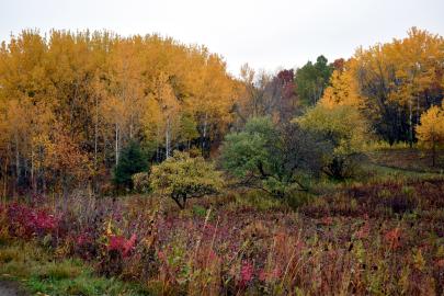 Apple trees in field against birch