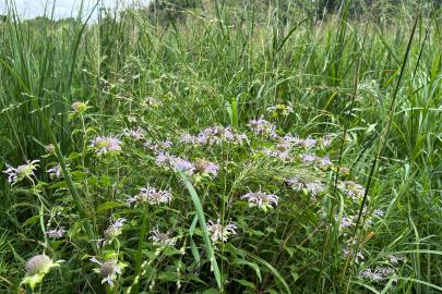 Bailey Point Nature Preserve flowers in prairie