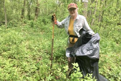 Person gathers garlic mustard in forest
