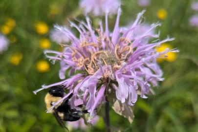 Bee on bee balm