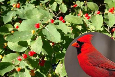 A photo of a northern cardinal next to a close-up of honeysuckle berries.