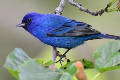 Indigo bunting