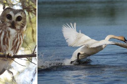 A photo collage showing a saw-whet owl and a trumpeter swan.