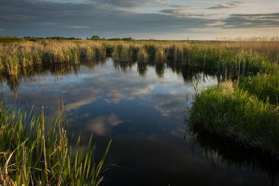 Wetland reflecting sky