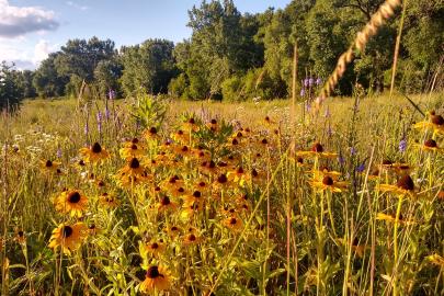 Prairie at Waḳaƞ Ṭípi