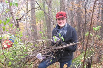 Volunteer hauling buckthorn