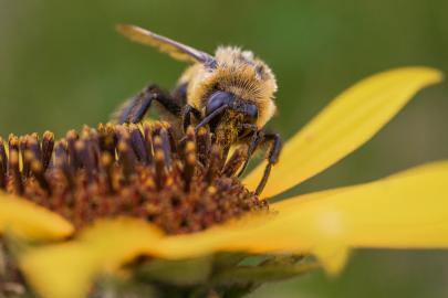 Bumble bee on sunflower