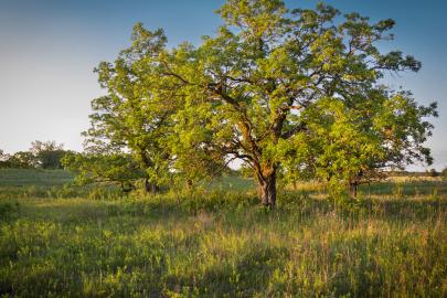 Bur oak in savanna