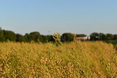 Winter camelina field at U of M