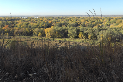 View of field and forests