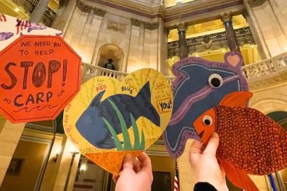 Carp valentines in the capitol