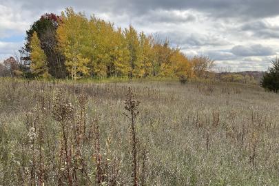 Field with golden trees