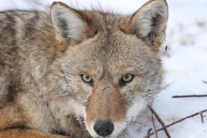 coyote in a Saint Paul natural area