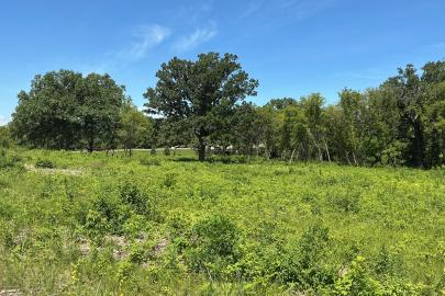 Open oak savanna in summer
