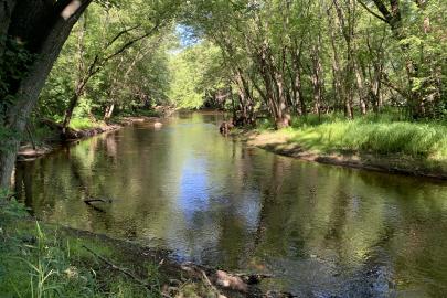 Backchannel of the river surrounded by green forest
