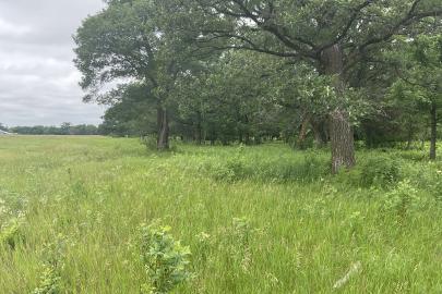 Oak savanna at Davis Farm Park