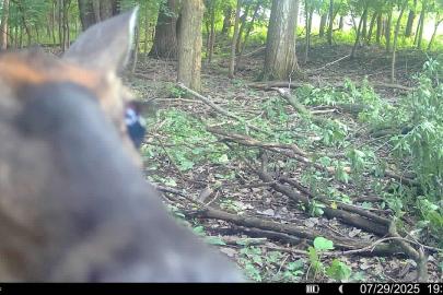 Deer peeking at wildlife camera
