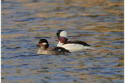 Ducks photographed at the Hastings Bird Fest by Ray Tervo