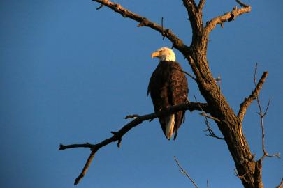 Bald eagle on bare tree branch