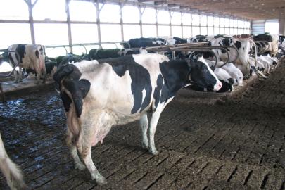 Cow in a feedlot