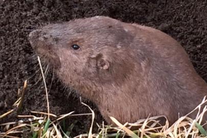 Plains pocket gopher 