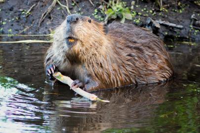 Thank you, beaver!