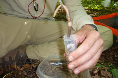 A field assistant prepares to collect a nightcrawler for analysis as part of an earthworm sampling project in Minnesota forests.