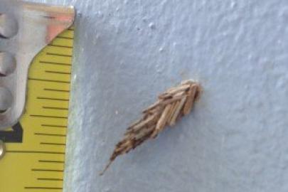 The bagworm caterpillar is safe when left in its tiny house.
