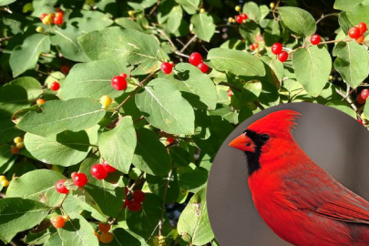 The paired, bright red berries of bush honeysuckles are easy to spot in the fall.