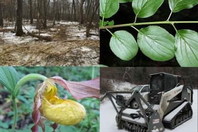 A native ladyslipper plant, a mowed stretch of forest, a glossy buckthorn plant and a bobcat/forestry mower