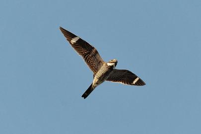 Common nighthawk 
