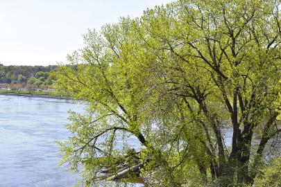 Cottonwood by the Mississippi River