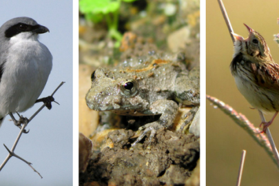 Endangered speces at FMR sites