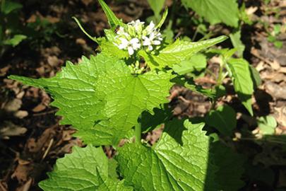 Garlic mustard