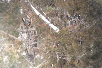 Long-eared owls in a red cedar