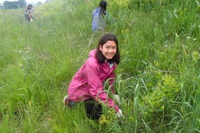 One of the program participants removes invasive species on a rainy day at Trout Brook Nature Sanctuary