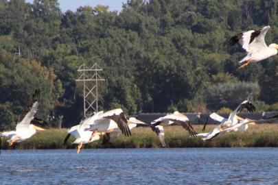 Pelicans fly up from Pig's Eye Lake