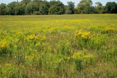 Perennial grasses for biofuels