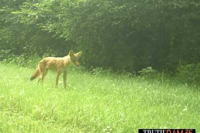 A red fox ventures into an open, grassy area. 
