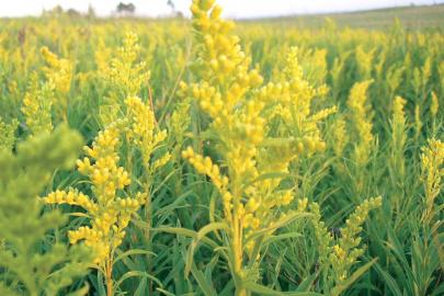 A field of showy golden flowers is a common site in late summer, but is goldenrod to blame for our allergies?
