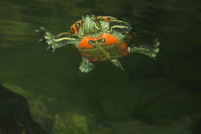 Swimming turtle
