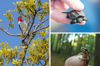 Red-headed woodpecker, baby snapping turtle, chorus frog