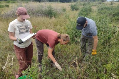 FMR ecologists and interns monitor invasive honeysuckle removal plots.
