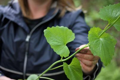 Garlic mustard plants and stems