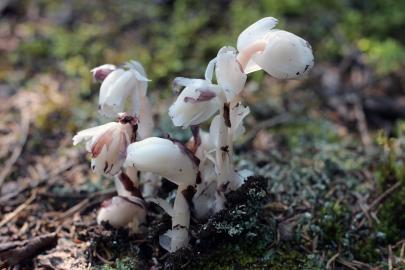Ghost pipe coming up through the ground