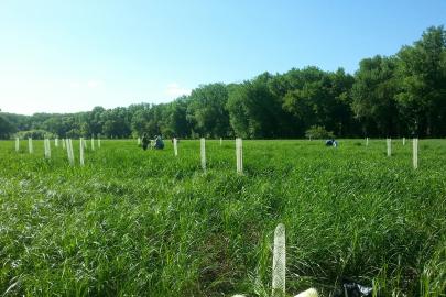Tree tubes at Gores WMA