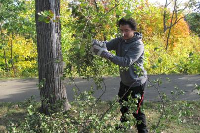 Volunteer stacking brush removed from the Mississippi River Gorge