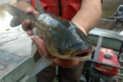 Person holds big grass carp in boat